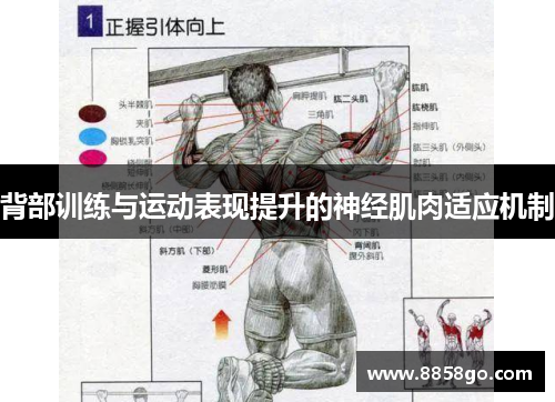 背部训练与运动表现提升的神经肌肉适应机制